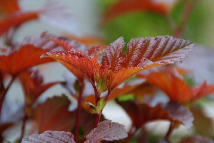Blaasspirea (Physocarpus Opulifolius 'Lady In Red') 4 Blaasspirea (Physocarpus Opulifolius 'Lady In Red') - Afbeelding 2