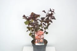 Blaasspirea (Physocarpus Opulifolius 'Lady In Red') 13 Blaasspirea (Physocarpus Opulifolius 'Lady In Red') -Tuinplanten Winkel physocarpus lady in red c3 sept 23