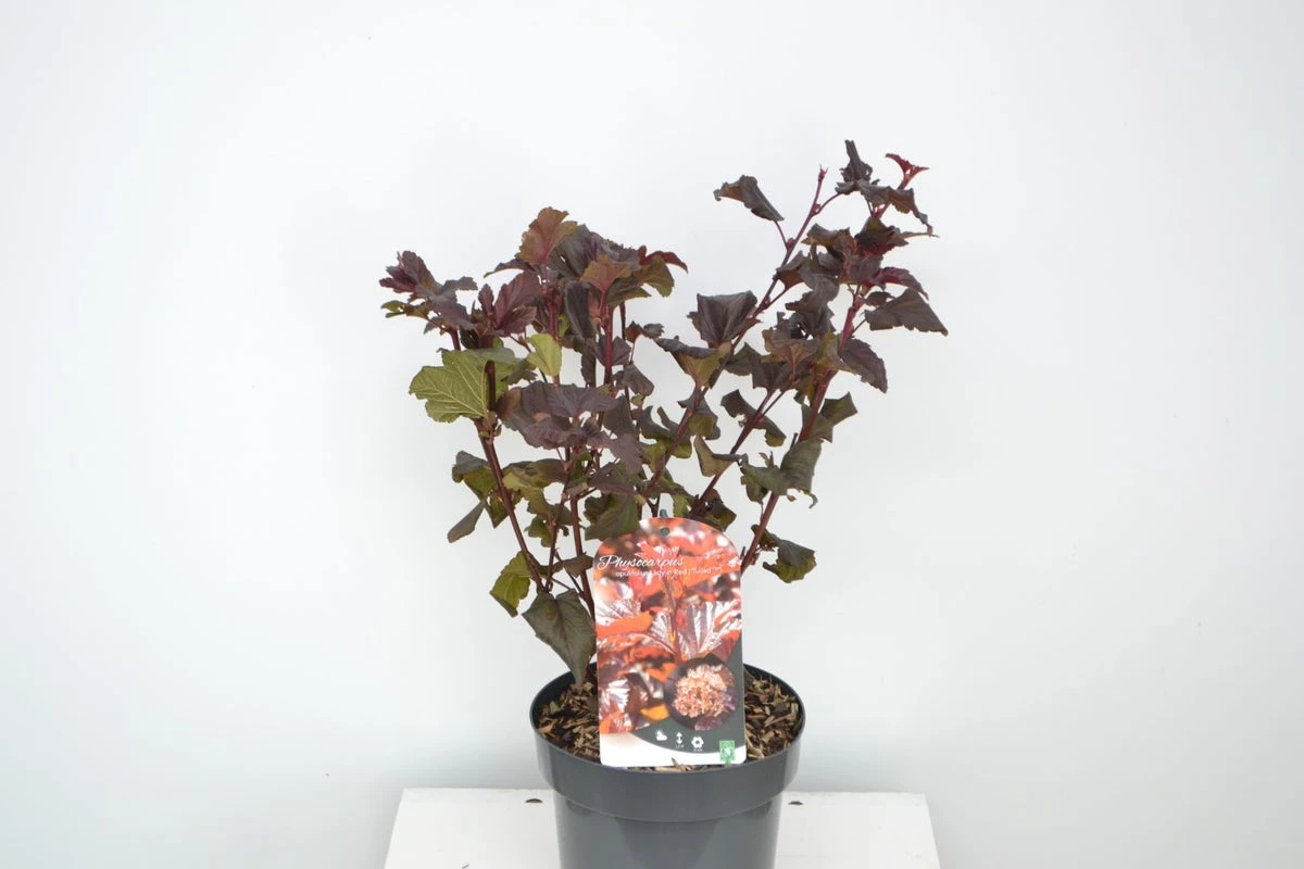 Blaasspirea (Physocarpus Opulifolius 'Lady In Red') 7 Blaasspirea (Physocarpus Opulifolius 'Lady In Red') - Afbeelding 5