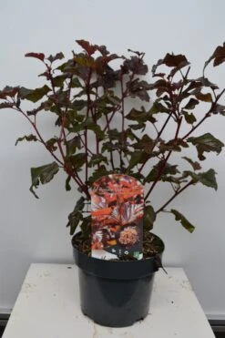 Blaasspirea (Physocarpus Opulifolius 'Lady In Red') 14 Blaasspirea (Physocarpus Opulifolius 'Lady In Red') -Tuinplanten Winkel physocarpus lady in red c5 aug 23