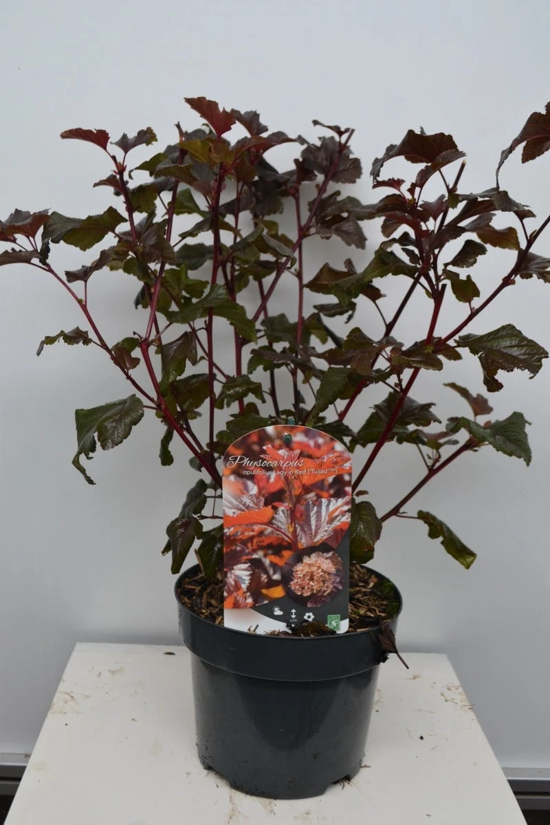 Blaasspirea (Physocarpus Opulifolius 'Lady In Red') 8 Blaasspirea (Physocarpus Opulifolius 'Lady In Red') - Afbeelding 6
