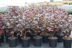 Blaasspirea (Physocarpus Opulifolius 'Diabolo') -Tuinplanten Winkel physocarpus opulifolius diabolo 3