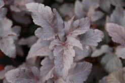 Blaasspirea (Physocarpus Opulifolius 'Diabolo') -Tuinplanten Winkel physocarpus opulifolius diabolo 4