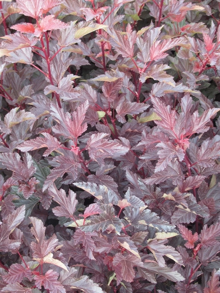 Blaasspirea (Physocarpus Opulifolius 'Lady In Red') 9 Blaasspirea (Physocarpus Opulifolius 'Lady In Red') - Afbeelding 7