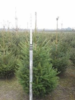 Fijnspar (Picea Abies) -Tuinplanten Winkel picea abies 125 150 5 1