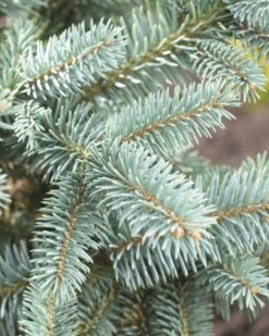 Fijnspar (Picea Abies) -Tuinplanten Winkel picea abies 2 1