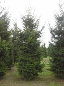 Fijnspar (Picea Abies) -Tuinplanten Winkel picea abies 2 450 500 1