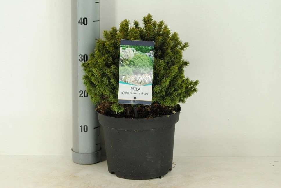 Kogelspar (Picea Glauca 'Alberta Globe') 4 Kogelspar (Picea Glauca 'Alberta Globe') - Afbeelding 2