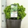 Kogelspar (Picea Glauca 'Alberta Globe') -Tuinplanten Winkel picea glauca alberta globe zomer c3 m