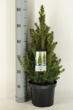 Spar (Picea Glauca 'Conica') -Tuinplanten Winkel picea glauca conica c3 m