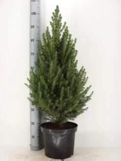 Spar (Picea Glauca 'Conica') -Tuinplanten Winkel picea glauca conica c7.5 m