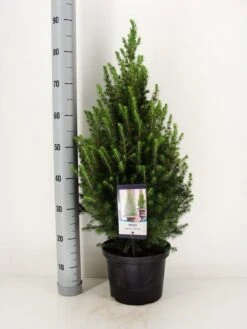 Spar (Picea Glauca 'Conica') -Tuinplanten Winkel picea glauca conica december c5