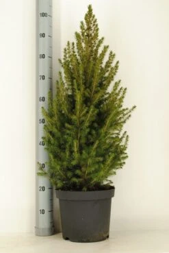 Spar (Picea Glauca 'Conica') -Tuinplanten Winkel picea glauca conica december winter c7 5 m