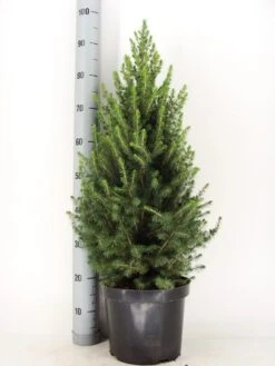 Spar (Picea Glauca 'Conica') -Tuinplanten Winkel picea glauca conica december zomer c7 5 m