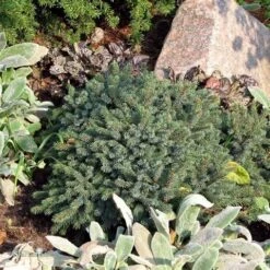 Dwergspar (Picea Glauca 'Echiniformis') -Tuinplanten Winkel picea glauca echiniformis