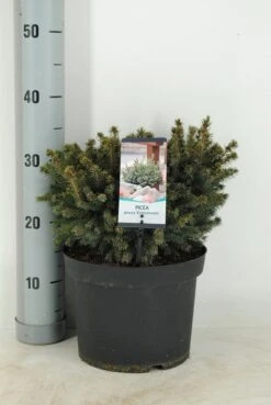 Dwergspar (Picea Glauca 'Echiniformis') -Tuinplanten Winkel picea glauca echiniformis c5 m