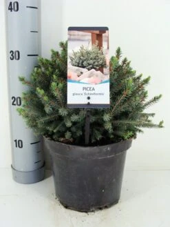 Dwergspar (Picea Glauca 'Echiniformis') -Tuinplanten Winkel picea glauca echiniformis zomer c3 m