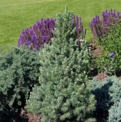 Blauwe Alberta Spar (Picea Glauca Sander's Blue) -Tuinplanten Winkel picea glauca sander s blue