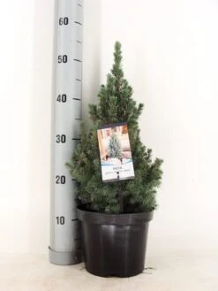 Blauwe Alberta Spar (Picea Glauca Sander's Blue) -Tuinplanten Winkel picea glauca sander s blue 30 40 c3 m