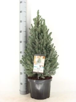 Blauwe Alberta Spar (Picea Glauca Sander's Blue) -Tuinplanten Winkel picea glauca sander s blue c5 m