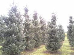Servische Spar / Omorikaden (Picea Omorika) -Tuinplanten Winkel picea omorika