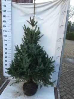 Servische Spar / Omorikaden (Picea Omorika) -Tuinplanten Winkel picea omorika100125