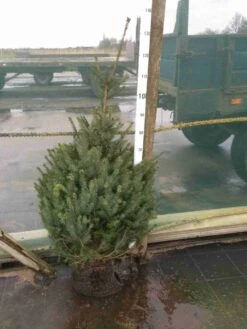 Servische Spar / Omorikaden (Picea Omorika) -Tuinplanten Winkel picea omorika100125 2