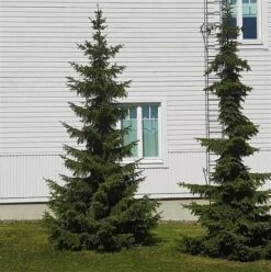 Servische Spar / Omorikaden (Picea Omorika) -Tuinplanten Winkel picea omorika 1