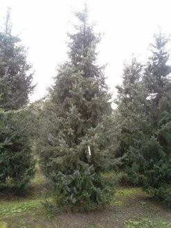 Servische Spar / Omorikaden (Picea Omorika) -Tuinplanten Winkel picea omorika 500 550 1 1