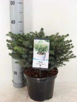Servische Spar (Picea Omorika 'Karel') 8 Servische Spar (Picea Omorika 'Karel') -Tuinplanten Winkel picea omorika karel winter c3 m