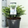 Servische Spar (Picea Omorika 'Karel') -Tuinplanten Winkel picea omorika karel zomer c3 m