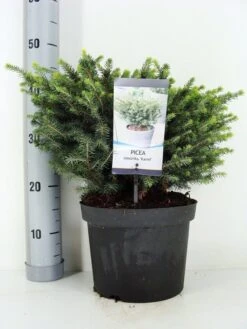 Servische Spar (Picea Omorika 'Karel') 9 Servische Spar (Picea Omorika 'Karel') -Tuinplanten Winkel picea omorika karel zomer c5 m
