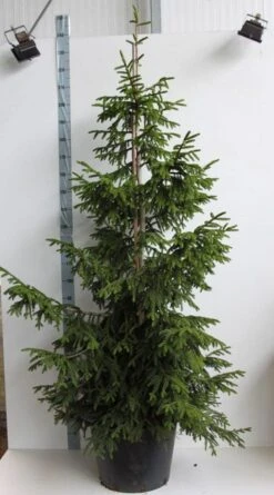 Kaukasische Spar (Picea Orientalis 'Aureospicata') -Tuinplanten Winkel picea orientalis aureospicata 175 200 cm co. 45l kopie
