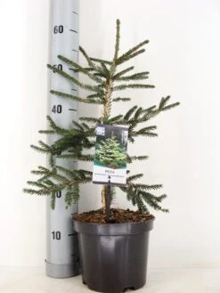 Kaukasische Spar (Picea Orientalis 'Aureospicata') -Tuinplanten Winkel picea orientalis aureospicata winter c3 m