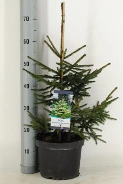 Kaukasische Spar (Picea Orientalis 'Aureospicata') -Tuinplanten Winkel picea orientalis aureospicata winter c5 m