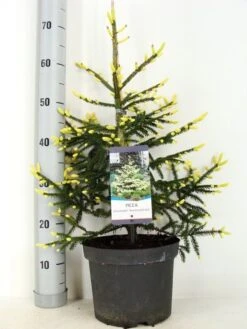 Kaukasische Spar (Picea Orientalis 'Aureospicata') -Tuinplanten Winkel picea orientalis aureospicata zomer c5 m