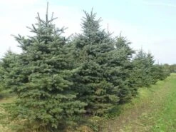 Blauwspar (Picea Pungens 'Glauca') -Tuinplanten Winkel picea p glauca 300 350