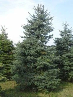 Blauwspar (Picea Pungens 'Glauca') -Tuinplanten Winkel picea p glauca 300 350 1