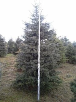 Blauwspar (Picea Pungens 'Glauca') -Tuinplanten Winkel picea p glauca 350