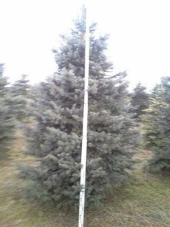 Blauwspar (Picea Pungens 'Glauca') -Tuinplanten Winkel picea p glauca 350 1