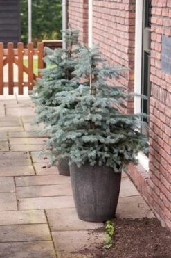 Noorse Blauwspar (Picea Pungens 'Erich Frahm') 7 Noorse Blauwspar (Picea Pungens 'Erich Frahm') -Tuinplanten Winkel picea pungens erich frahm