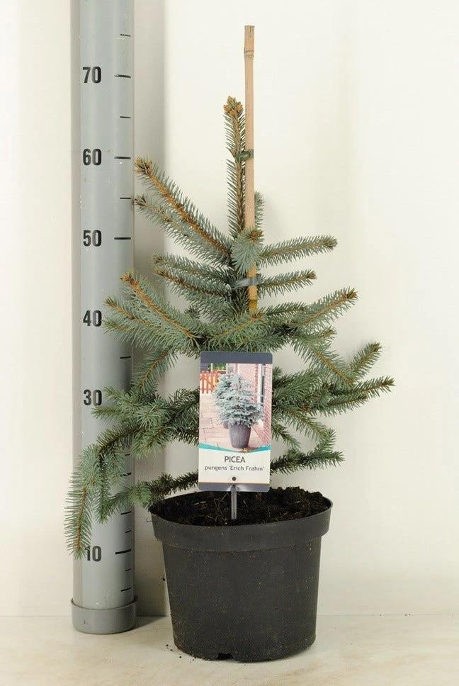 Noorse Blauwspar (Picea Pungens 'Erich Frahm') 4 Noorse Blauwspar (Picea Pungens 'Erich Frahm') - Afbeelding 2