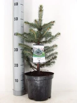 Blauwspar (Picea Pungens 'Glauca') -Tuinplanten Winkel picea pungens glauca c3 m