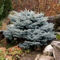Colorado Spar (Picea Pungens 'Glauca Globosa') 14 Colorado Spar (Picea Pungens 'Glauca Globosa') -Tuinplanten Winkel picea pungens glauca globosa