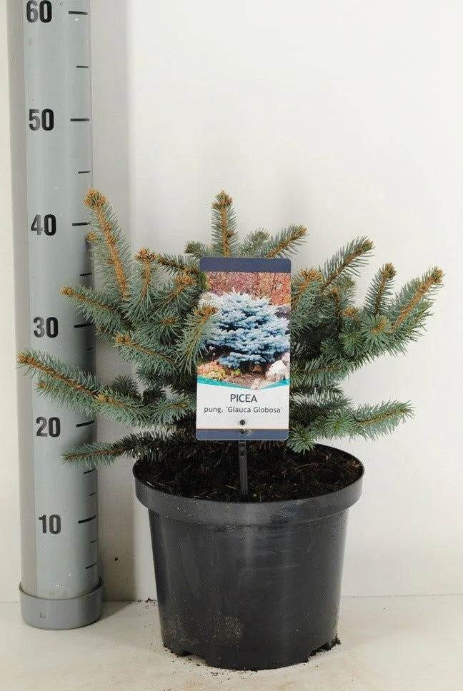 Colorado Spar (Picea Pungens 'Glauca Globosa') 7 Colorado Spar (Picea Pungens 'Glauca Globosa') - Afbeelding 5