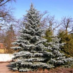Spar (Picea Pungens 'Hoopsii') -Tuinplanten Winkel picea pungens hoopsii