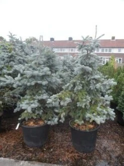 Spar (Picea Pungens 'Hoopsii') -Tuinplanten Winkel picea pungens hoopsii 125 150 175 200 aanlegkwaliteit