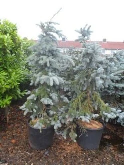 Spar (Picea Pungens 'Hoopsii') -Tuinplanten Winkel picea pungens hoopsii 125 150 175 200 aanlegkwaliteit 1
