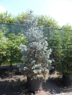 Spar (Picea Pungens 'Hoopsii') -Tuinplanten Winkel picea pungens hoopsii 175 200 250