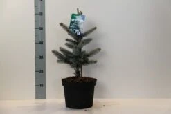 Spar (Picea Pungens 'Hoopsii') -Tuinplanten Winkel picea pungens hoopsii 30 40 cm c5